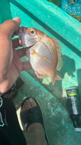 キダイの釣果
