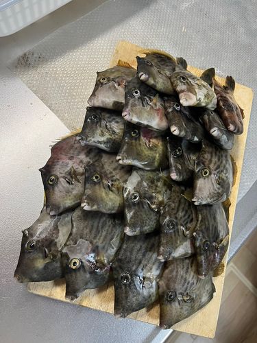 釣果