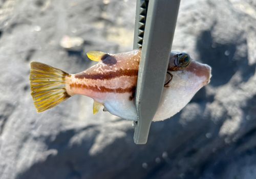 キタマクラの釣果