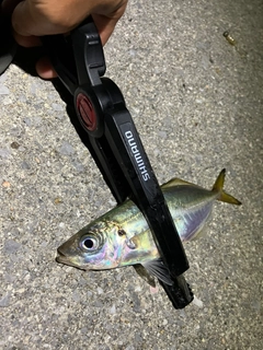 マアジの釣果