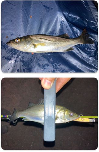 セイゴ（マルスズキ）の釣果