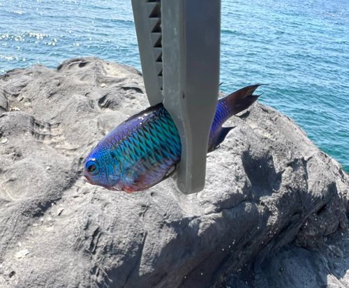 ソラスズメダイの釣果
