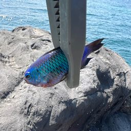 ソラスズメダイ