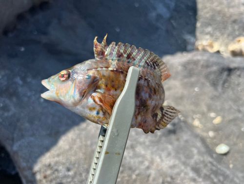 ベラの釣果
