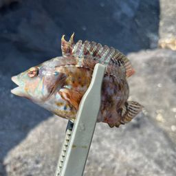 ベラ