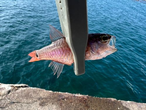 ネンブツダイの釣果