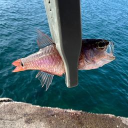 ネンブツダイ
