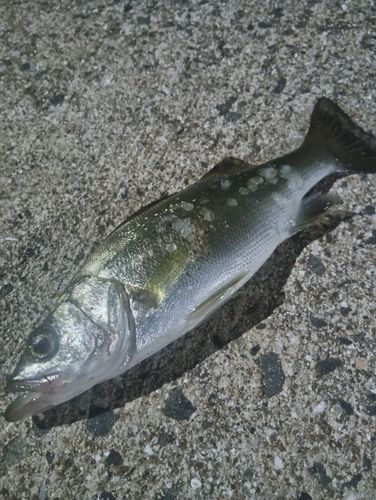セイゴ（ヒラスズキ）の釣果