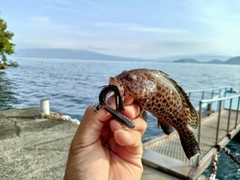 オオモンハタの釣果