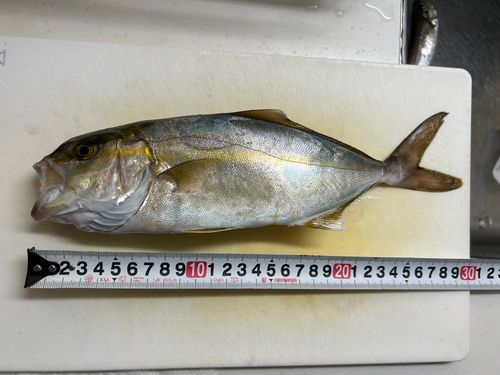 ショゴの釣果