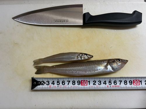 キスの釣果
