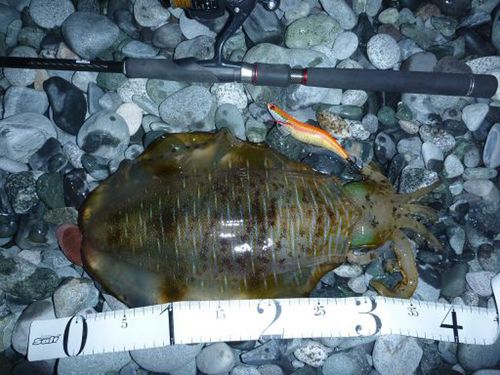 アオリイカの釣果