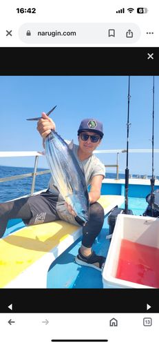 カツオの釣果