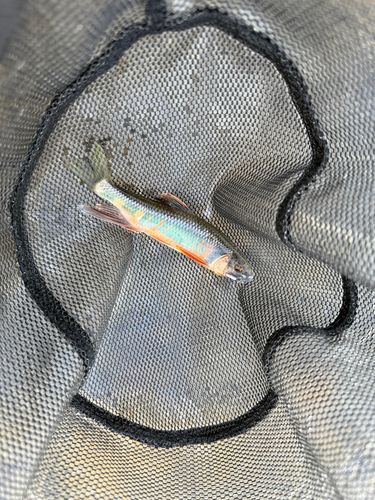 オイカワの釣果