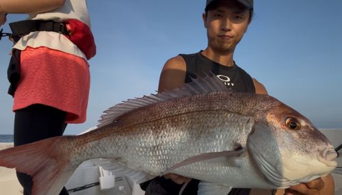 マダイの釣果