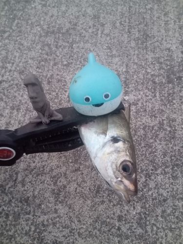 マアジの釣果