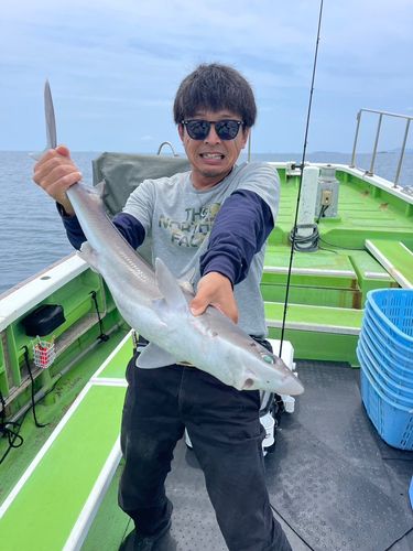 サメの釣果