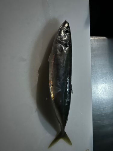 ムロアジの釣果