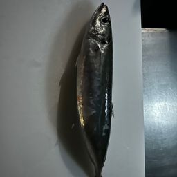 ムロアジ