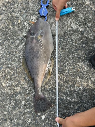 ウスバハギの釣果