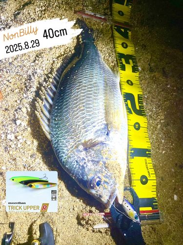 キビレの釣果