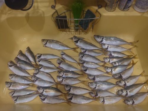アジの釣果