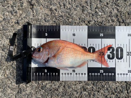 マダイの釣果