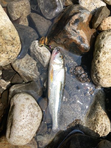 ハスの釣果
