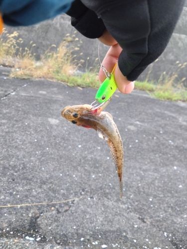 ハゼの釣果