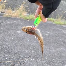 ハゼ