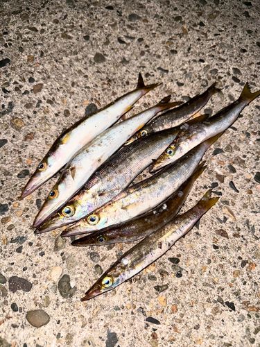 カマスの釣果