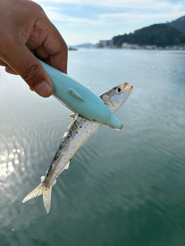 イワシの釣果