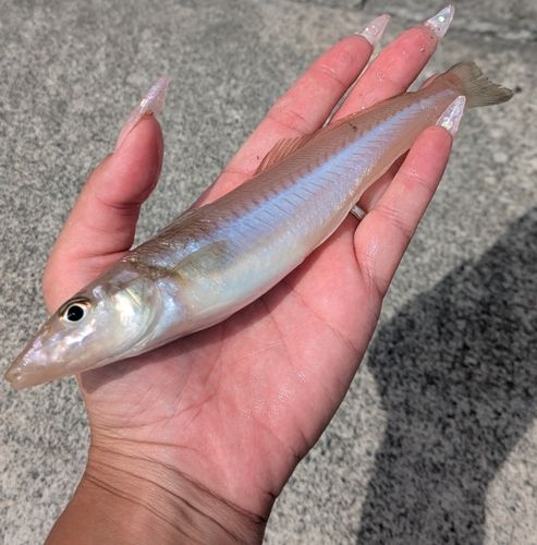 キスの釣果