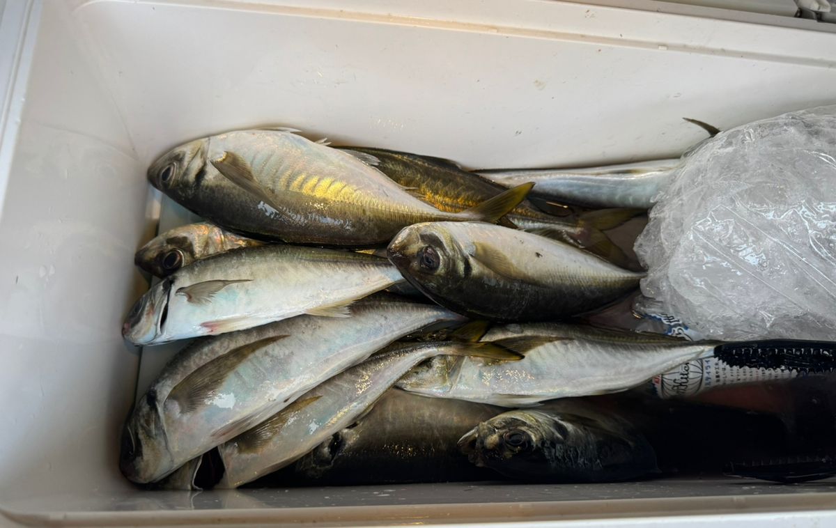 kunchanさんの釣果 3枚目の画像