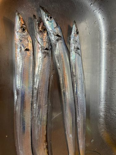 タチウオの釣果