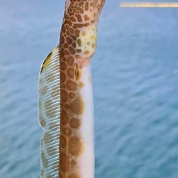 ウミヘビ