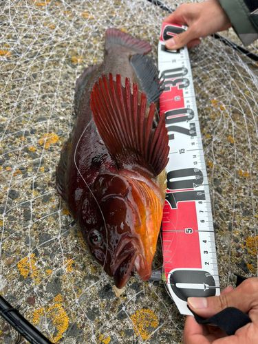 アイナメの釣果