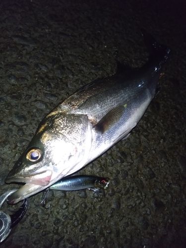 シーバスの釣果