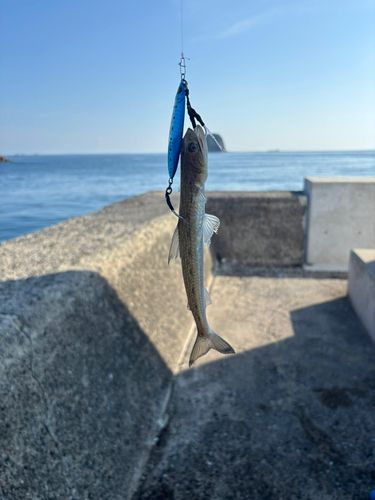 エソの釣果