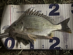 キビレの釣果