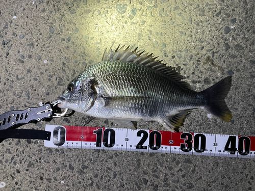 チヌの釣果