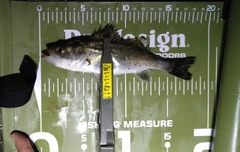 セイゴ（マルスズキ）の釣果