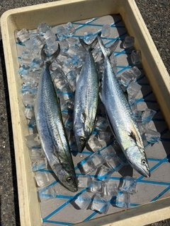 サゴシの釣果