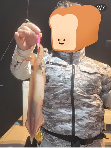 ケンサキイカの釣果