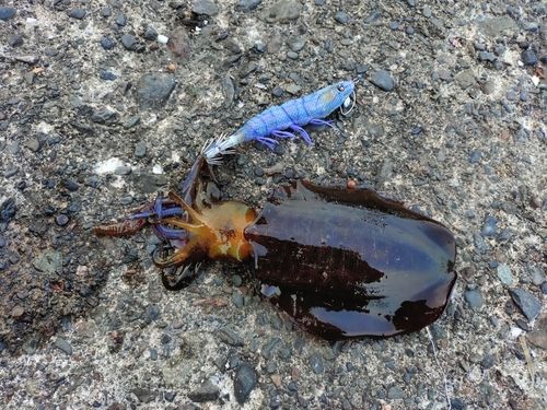 アオリイカの釣果