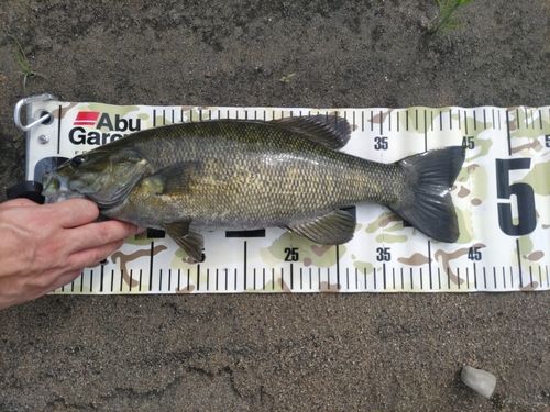 スモールマウスバスの釣果