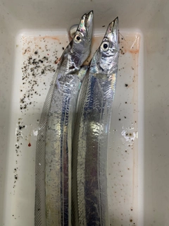 タチウオの釣果