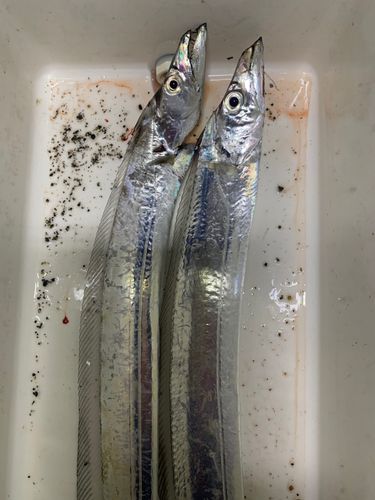 タチウオの釣果