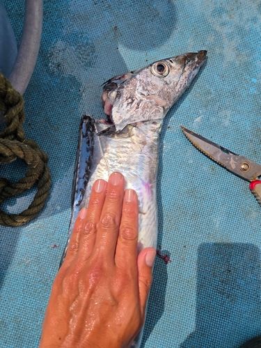 タチウオの釣果