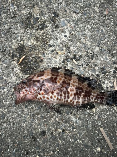オオモンハタの釣果